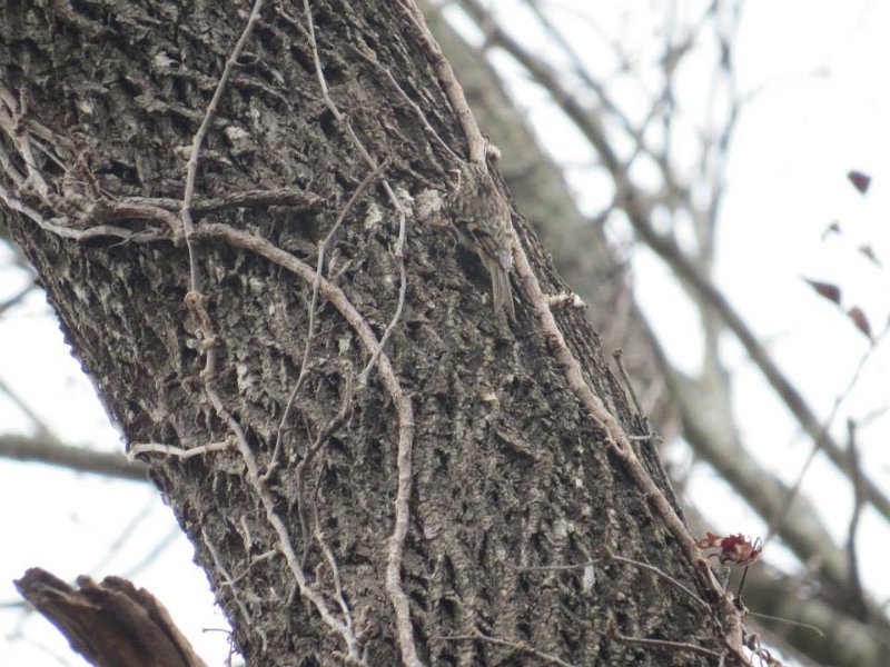Brown Creeper by Kellye McDermott.jpg